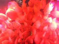 -泉州海丝野生动物世界