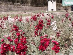 iphone_upload_pic-宁波浙东大竹海景区