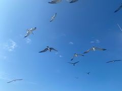 -海驴岛(荣成市)
