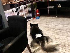 -百好乐宠物友好餐厅(朝外大街店)