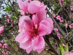 -桃花涧