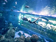 -成都浩海立方海洋公园