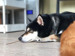 -柴犬高等学院·狗咖·柴犬售卖·宠物训练