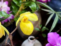 -朝来春花卉市场