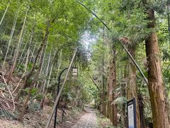 -天目山大树王景区