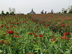 -荷兰花海