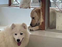-共舞时光猫咖·狗咖(新街口店)