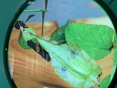 -上海昆虫博物馆