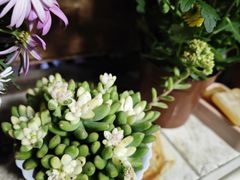 -溪岸路花鸟市场