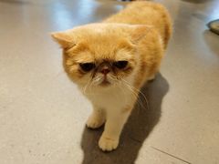 -飞行喵MR PILOT|猫舍·猫咖(静安大融城店)