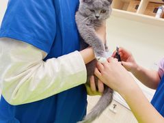 -凯特喵百思猫专科医院