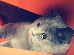 -艾吉宠物医院·疑难杂症转诊中心·猫友好(碧江路院)