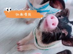 -猪盟咖啡店(玖洲道店)
