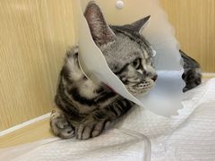 -美联众合动物医院·24h京西诊疗中心