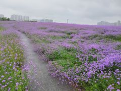 -洋湖国家湿地公园