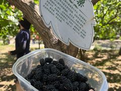 -御林古桑园