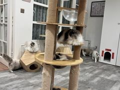 -楼上猫咖(罗湖店)