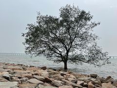 -宝安西湾红树林湿地公园