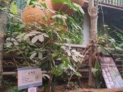 -呀路古热带植物园
