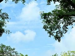 -大屏嶂森林公园