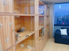 -猫十亿·布偶金渐层·曼基康矮脚猫舍(青年路店)