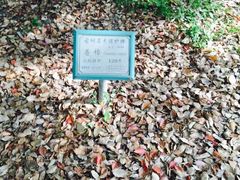 百年巨樟-上海兴国宾馆丽笙精选