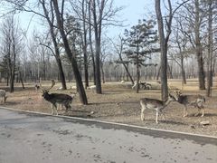 -秦皇岛野生动物园