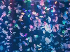 -海合安成都极地海洋公园