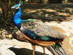 -瑞丽独树成林风景区