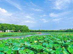 -荷塘月色湿地公园·向阳花洲