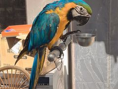 -观桥阁(锦溪店)