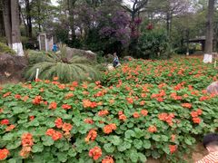 -松山湖梦幻百花洲