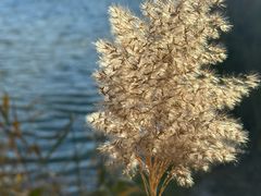 -野鸭湖国家湿地公园