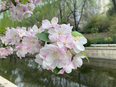 -海棠花溪(元大都城垣遗址公园)