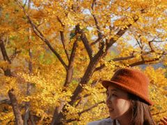 -遵化市禅林寺古银杏风景园