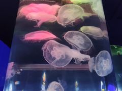 -青岛海底世界-水族馆