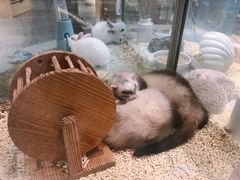 -momokira米努特·德文卷毛猫·棉花面纱犬