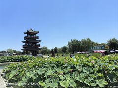 -白洋淀景区