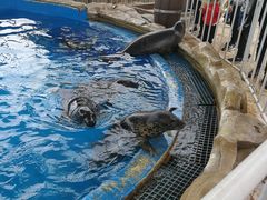 -芜湖新华联大白鲸海洋公园