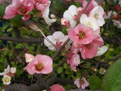 -黑河坝泡姜鸡贡椒鱼(贾旗路店)