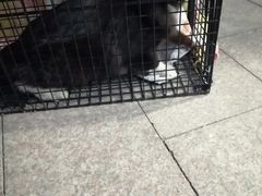 -萌兽医馆·犬猫专科·眼科中心·宠物医院(朝阳门分院)