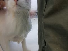 -爱洗澡的猫(望京店)