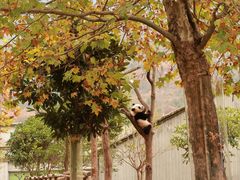 -卧龙中华大熊猫苑神树坪基地