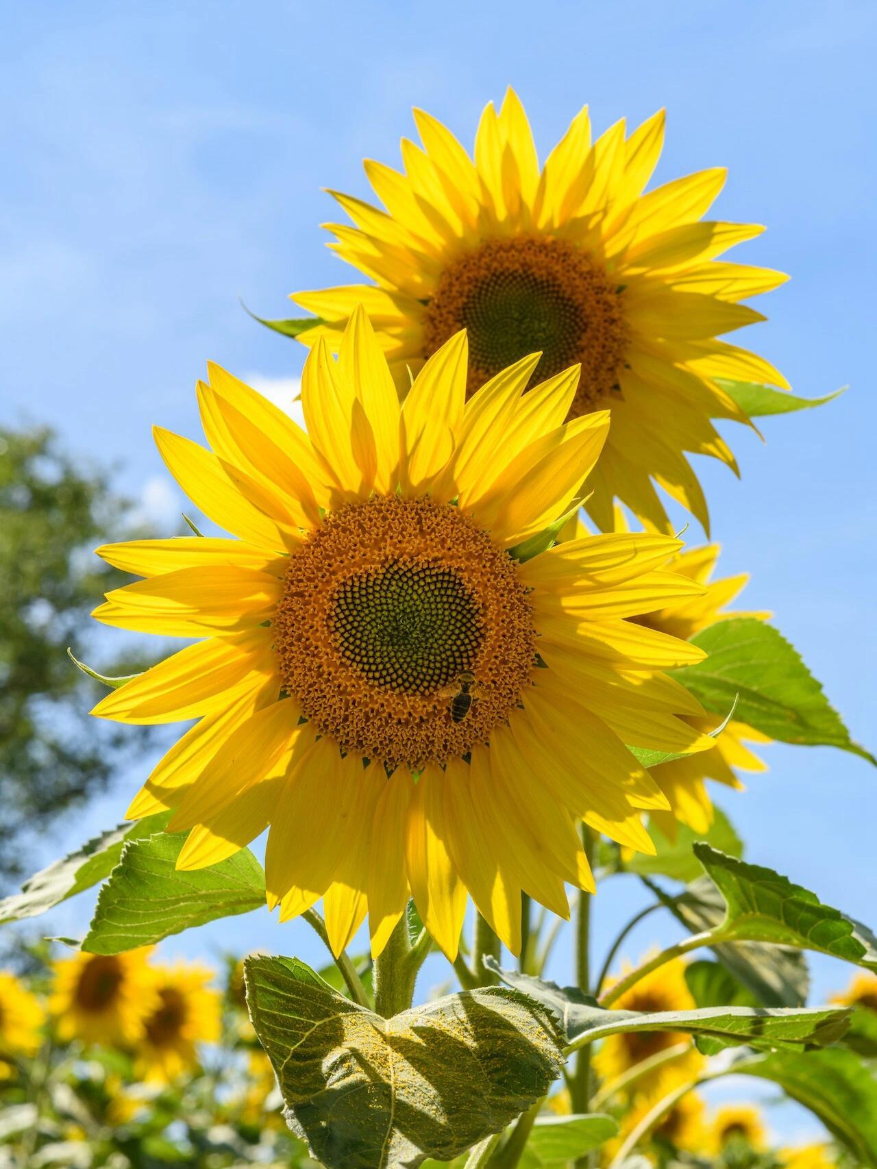 来秋日的向日葵花海,在岳阳麻布山绽放!