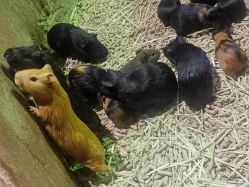 -Zoolung Zoolung动物主题公园(海信广场店)