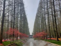-东平国家森林公园