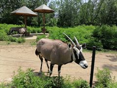 -大连森林动物园