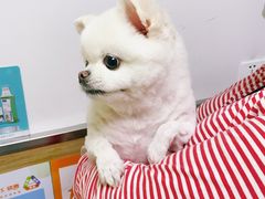 -爱侣宠医·鹦鹉专科·小型哺乳类·异宠专科(灵石路店)