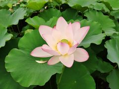-莲花池公园