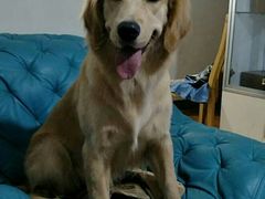 -八公叔叔宠物美容连锁(春申店)